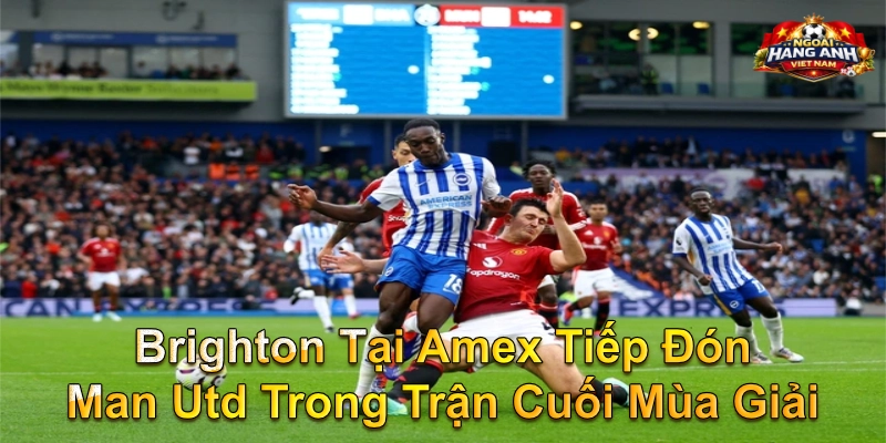 Brighton Tại Amex Tiếp Đón Man Utd Trong Trận Cuối Mùa Giải